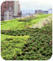 Green Roof Workshop. BCN 2012