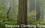 Sequoia Climbing Space